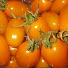 美濃橙蜜香小番茄