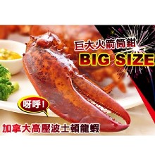 [大合購] 加拿大波士頓龍蝦 ☍ 超大尾 高檔海鮮美食首選