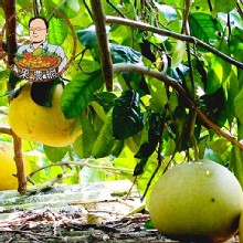 [大合購] 正宗45年老欉麻豆大白柚 ◙ 產地直送 一顆直逼3斤重
