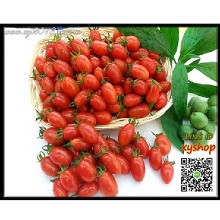 [大合購] 溫室小蕃茄 ♟ 吉園圃認證