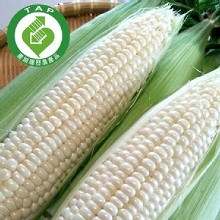 [大合購] 水果牛奶玉米 ➷超激甜18度香甜汁液瞬間爆漿