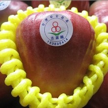 [大合購] 和興果園 ❖ 極品A蓮霧 外銷嚴選等級粒粒挑選