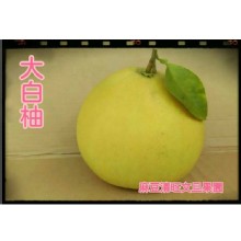 [大合購] 【台南麻豆正宗大白柚】 ❖ 果肉大塊又多汁