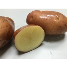 [大合購] 玫瑰紅馬鈴薯 ❖ 雲林在地栽種，口感綿密
