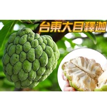 [大合購] 台東特級大目釋迦 ✽ 超激甜20度鮮採現送！