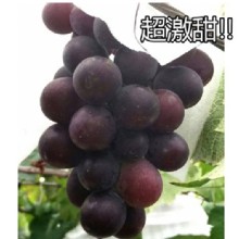 [大合購] 豐禾元物 ❖ 三姑巨峰葡萄 超激甜22度！