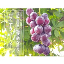 [大合購] 鮮瑩 信義牛奶巨峰葡萄 ❖ 水份飽滿 香Q甜~