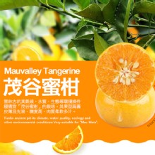 [大合購] 鮮採味 ✿ 年節必備水果--茂谷蜜柑