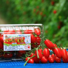 【豐碩果園】頂級玉女牛奶小蕃茄