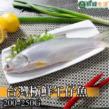 [大合購] 鮮綠生活 ❖ 台灣極鮮午仔魚 鮮嫩多汁，十足美味