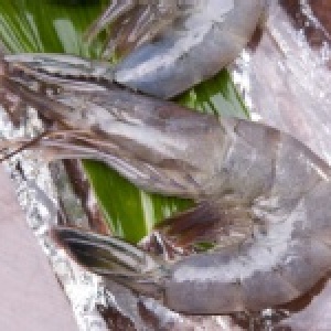 汶萊藍蝦41/50 500g裝