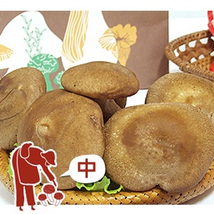 黑早鮮冬菇(中)