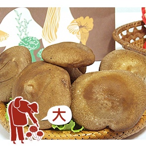 黑早鮮冬菇(大)