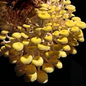 菇菇栽培太空包🎈珊瑚菇