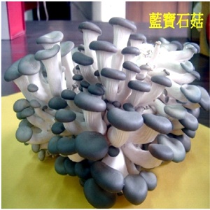 菇菇栽培太空包🎈藍寶石菇