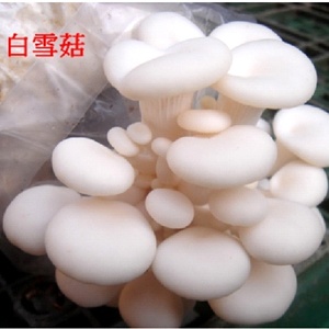 菇菇栽培太空包🎈白雪菇 特價：$59