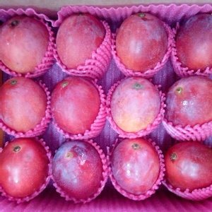 村長的愛文芒果《5台斤10-12粒》 特價：$399