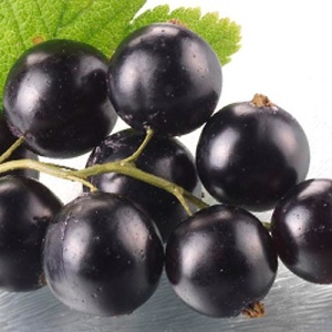 【幸美生技】冷凍莓果系列-黑醋栗