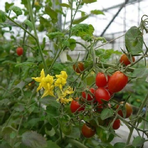 美濃橙蜜香小番茄+櫻桃小丸子+聖女 綜合 特價：$320