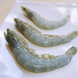 巴拿馬無毒藍蝦 (XL尺寸)