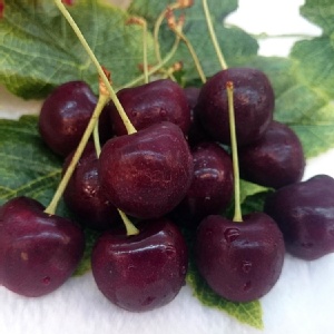 冰河峽谷芮吉娜礸石櫻桃禮盒 10R 特價：$399