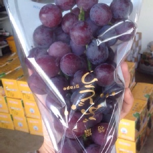 ★原豐果園巨峰葡萄★預購中~具生產履歷(較吉園圃更嚴格的認証)~吃有機質肥料長大的葡萄&hellip;