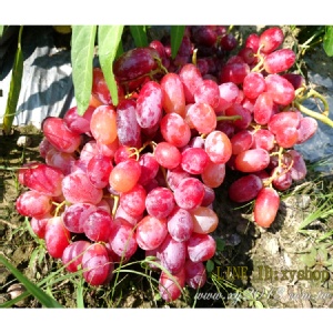 海陸雙拼爆甜無籽葡萄(紅無籽) 特價：$159