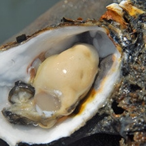 黑琵灣特選帶殼牡蠣