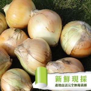 [主購禮] 滿7組，送台灣本土無毒鮮甜洋葱1組