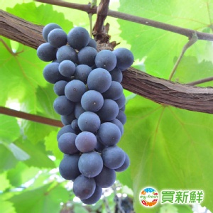 大村嚴選巨峰葡萄
