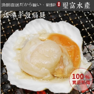 活凍半殼扇貝