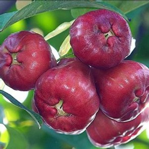 【村長的蓮霧】爆甜黑珍珠蓮霧(中果) 特價：$500