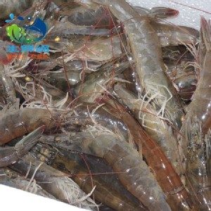 免運!【生鮮網】SGS無毒台灣白蝦 300g(15~18尾) 蝦身帶水冷凍 (32包，每包107.9元)