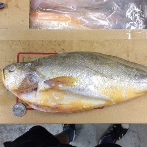 【新品】【主播楊中化爆漿大貢丸】馬祖大黃魚