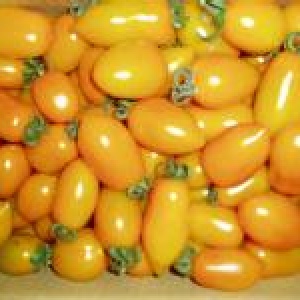 黃金蕃茄 5公斤一箱