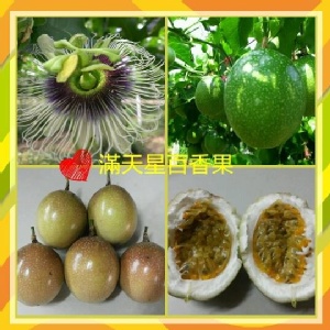 滿天星百香果
