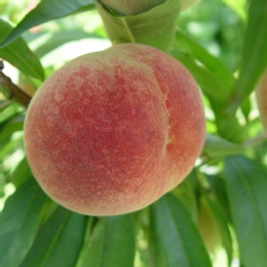 梨山水蜜桃(10粒裝)-產地直送 每粒約重3.7兩~4.2兩 特價：$350