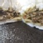 鮮肉香菇筍包