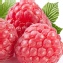 【幸美生技】冷凍莓果系列-覆盆莓