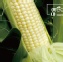 【鮮綠】白色水果玉米