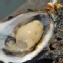 黑琵灣特選帶殼牡蠣