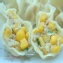 玉米雞肉水餃試吃特價