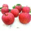 [主購禮] 滿43粒，送3粒日本青森サンふじ蜜蘋果