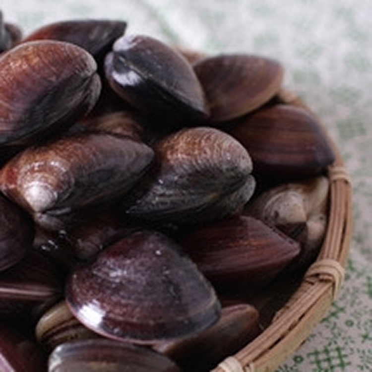 野放黑珍珠蛤蜊(已吐沙)