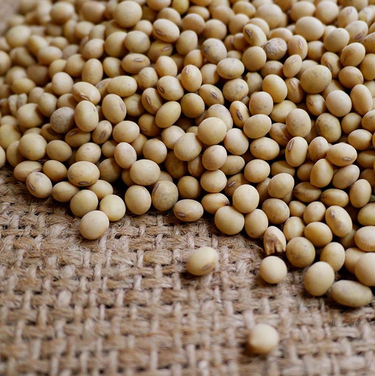 大城黃豆