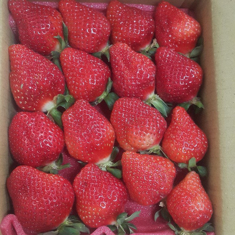 【大湖草莓阿嬤】大湖豐香草莓高級盒裝 (2號+3號草莓)