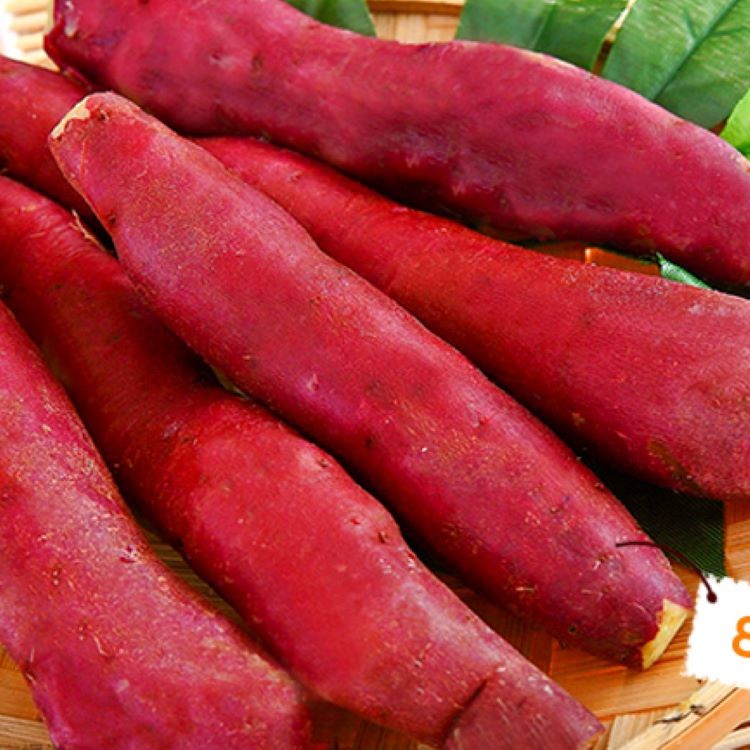 【綠之醇】超人氣栗香地瓜