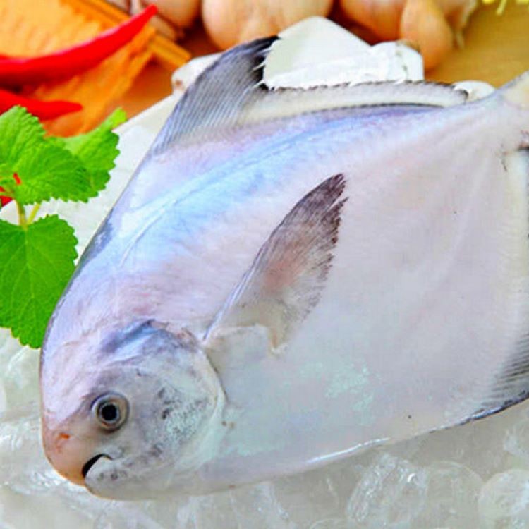 【海之醇】野生捕撈正白鯧魚400g