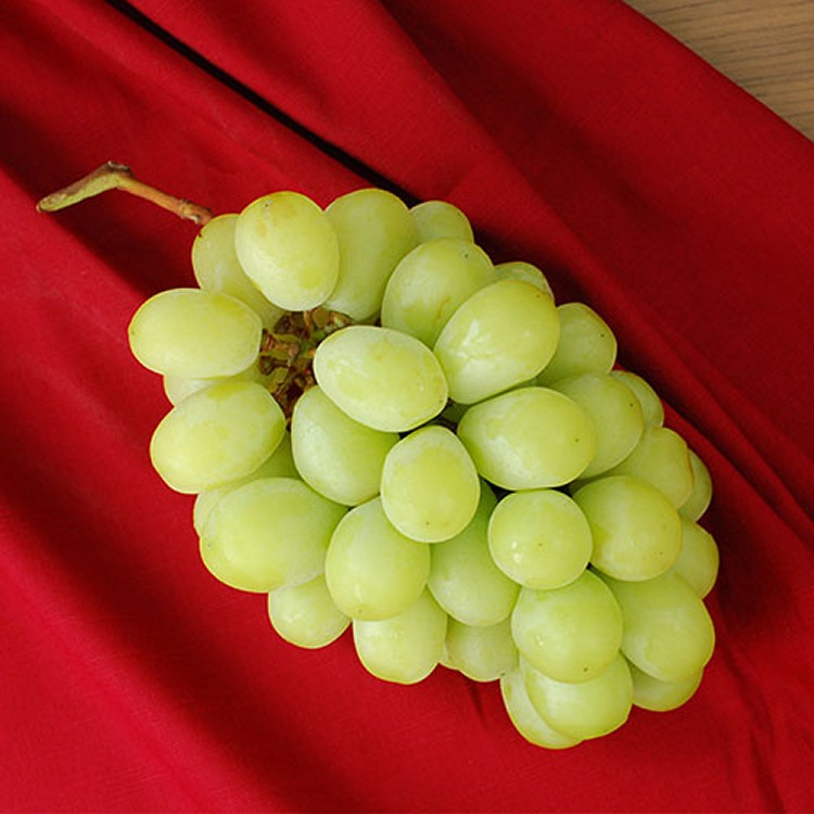 C19001【築地一番鮮】空運日本頂級麝香葡萄