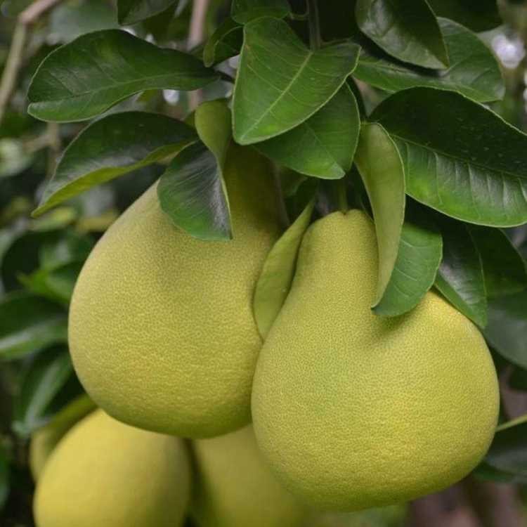 買一送一【台南麻豆老欉文旦】40年老欉頂級文旦禮盒(10台斤/盒)